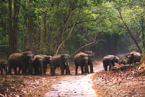 Corbett National Park